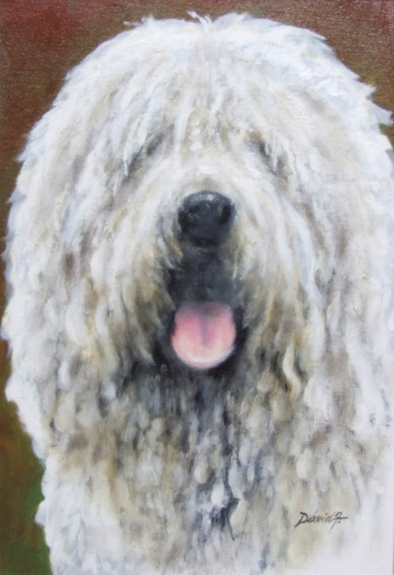 Dávid Zoltán - Komondor